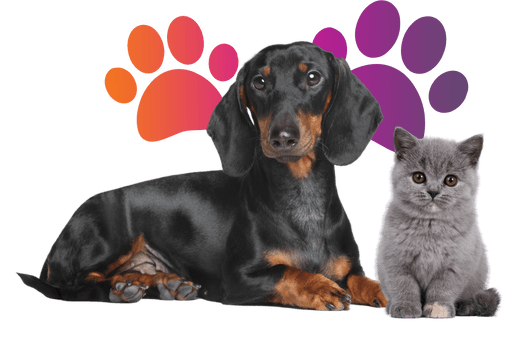 Dog and cat
